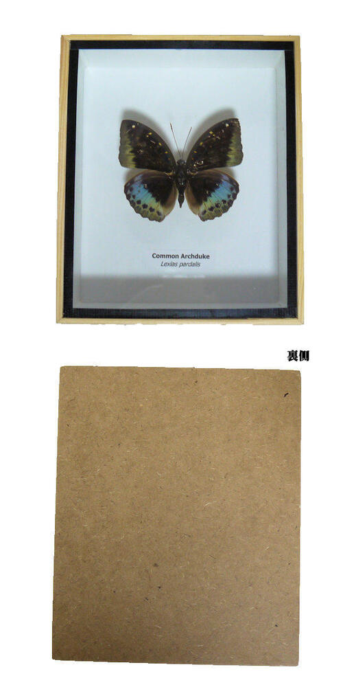 楽天市場】昆虫の標本 3Dタイプ オオイナズマ Common archduke
