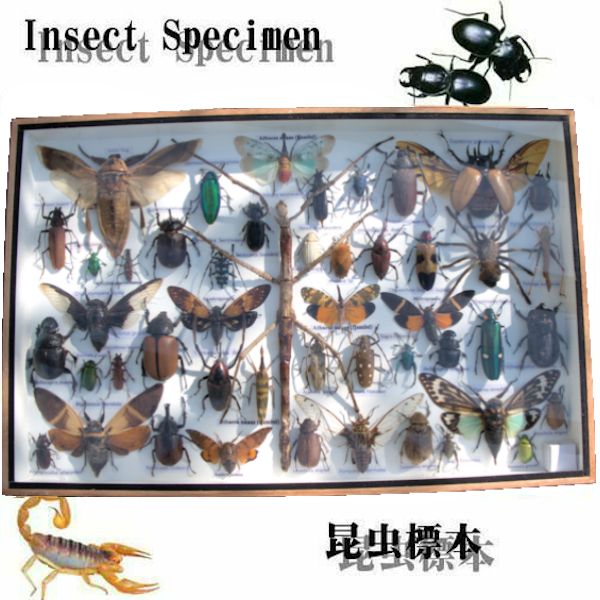 世界の昆虫 標本 1～15巻まで】世界の昆虫 DATA BOOK＆標本セット