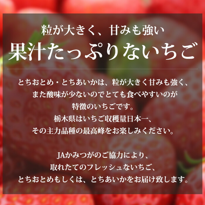 楽天市場】【マラソン期間最大200円OFF＆エントリーでP10倍】 いちご