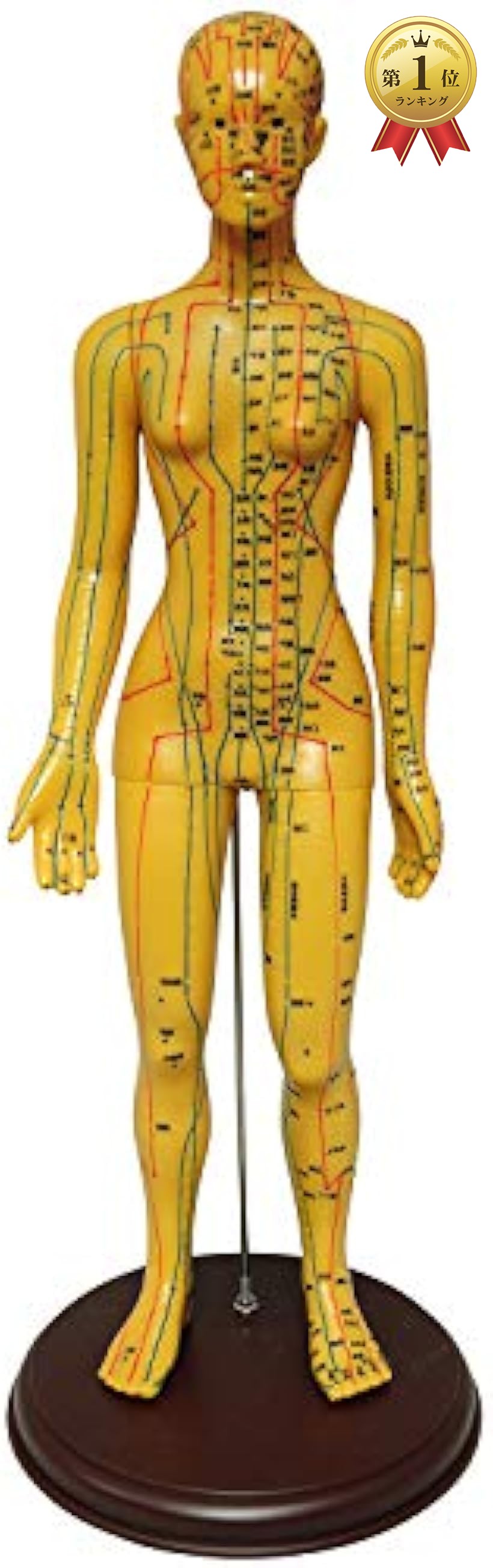 楽天市場】【楽天ランキング1位入賞】人体模型 ツボ 針灸 鍼灸経穴模型