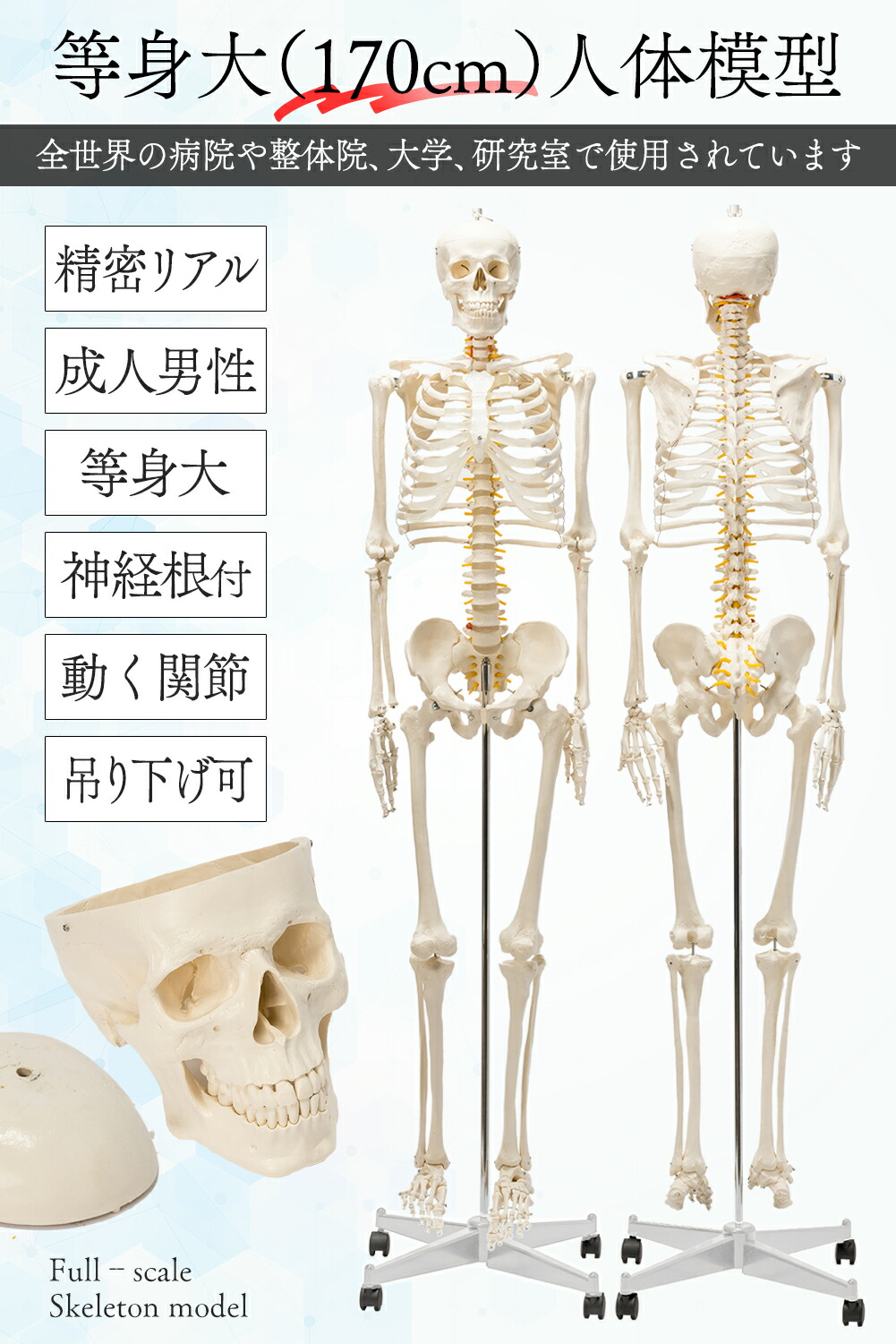 骨格模型 脊柱 骨盤 スタンド付き カイロ 整体 接骨鍼灸院 背骨 色付き