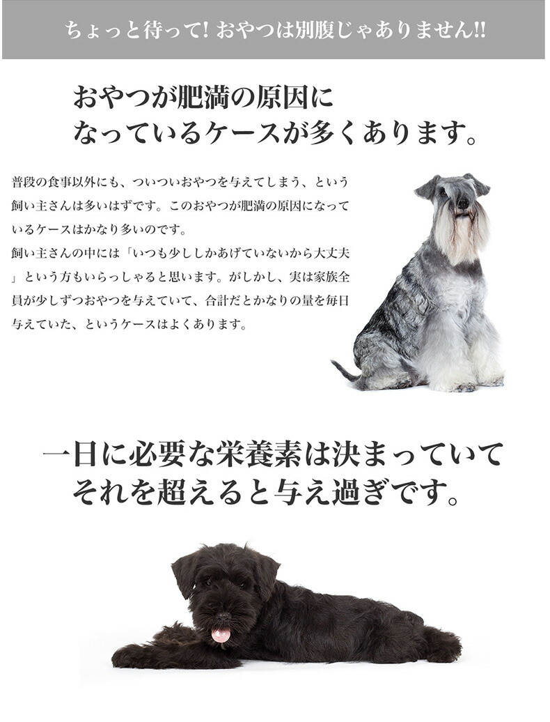 楽天市場】【LINE追加で500円OFF！】ロイヤルカナン ミニ