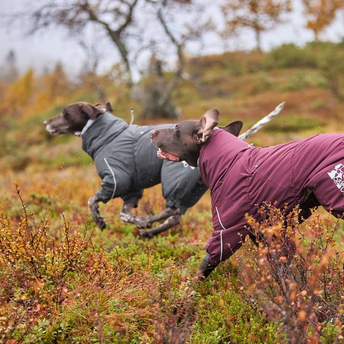 楽天市場】フィンランドのドッグブランド【Hurtta】【フルッタ