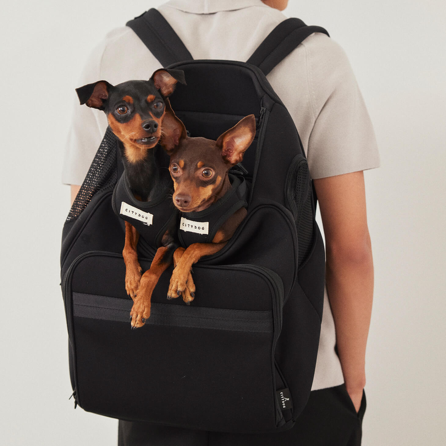 楽天市場】犬 リュック 10kg ｜ キャリーバッグ キャリー キャリー