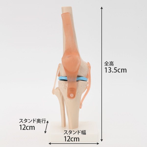 楽天市場】人体模型 骨格模型 膝関節 模型 実物大 間接模型 骨格標本