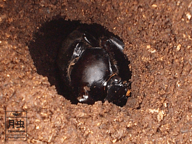 カブトムシ専用 黒アワビタケ発酵マット 幼虫の餌・産卵に抜群！ 雑虫