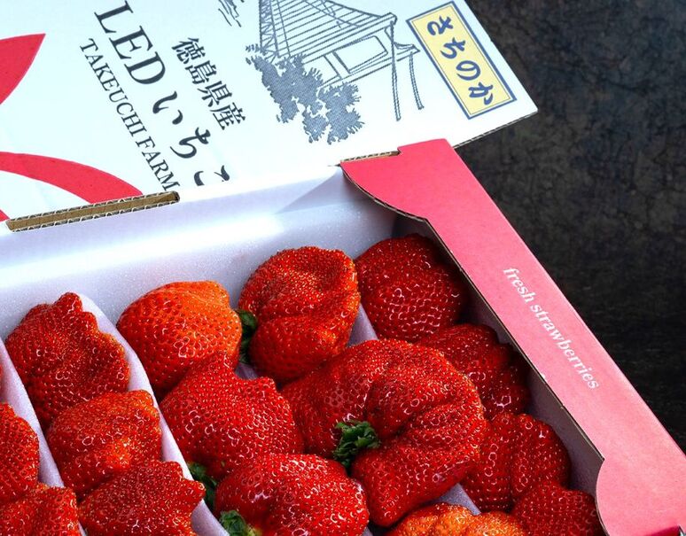 竹内農園 LEDいちご『とくしまいちご（品種 さちのか）』徳島県産