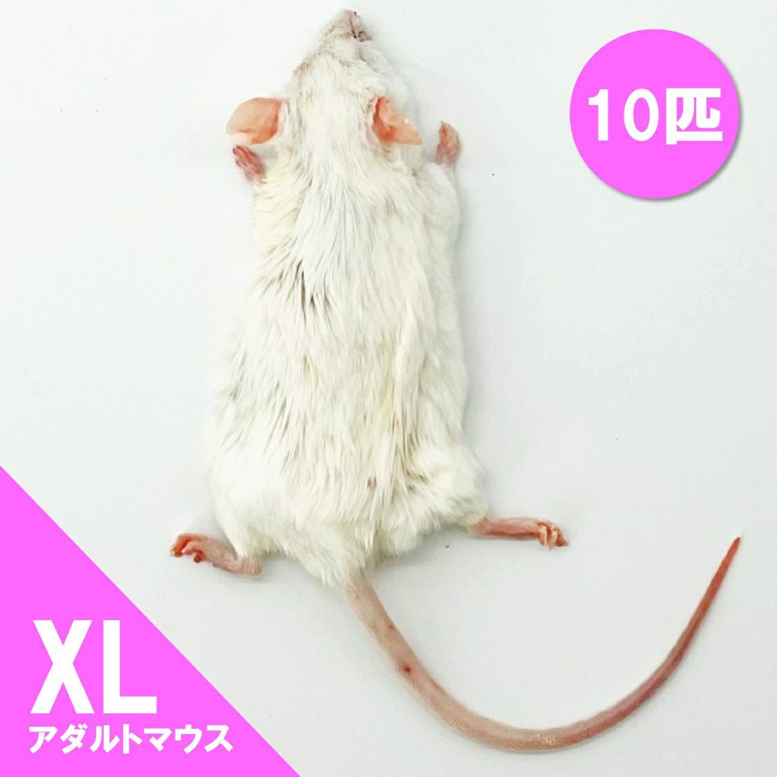 冷凍マウス | 月夜野ファームの通販