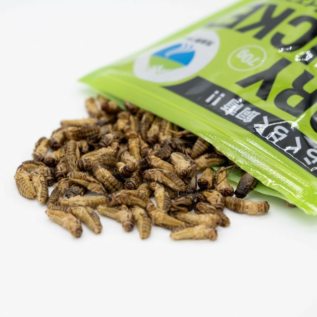 冷凍餌】ヒヨコ 10羽入り レビュー | 【公式】月夜野ファーム