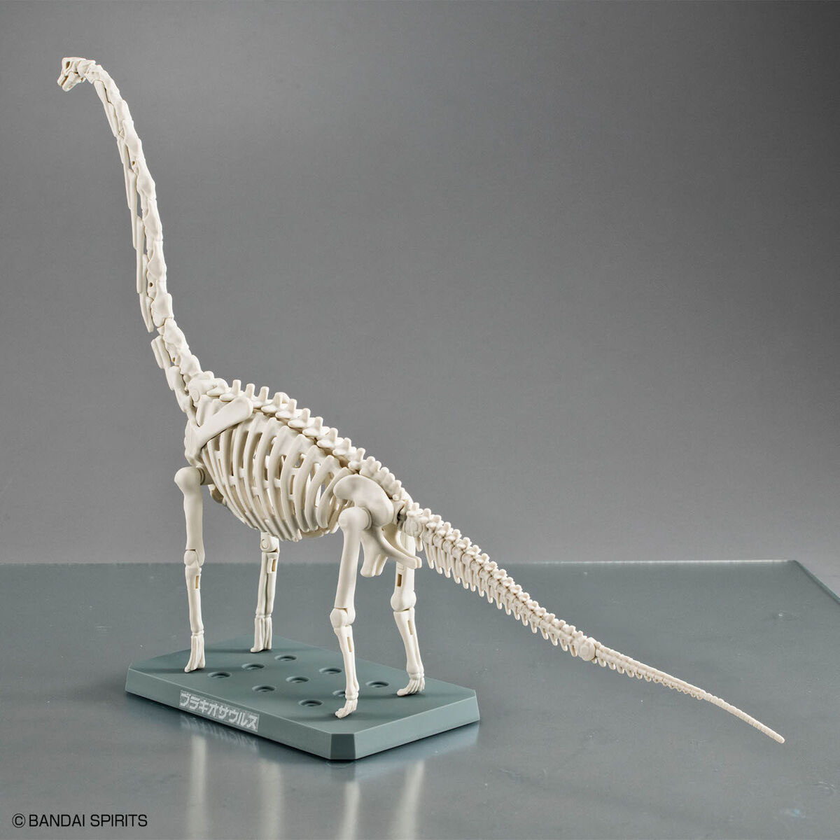 公式 ブランキオサウルス(Branchiosaurus sp.)全身化石 ブランキオ