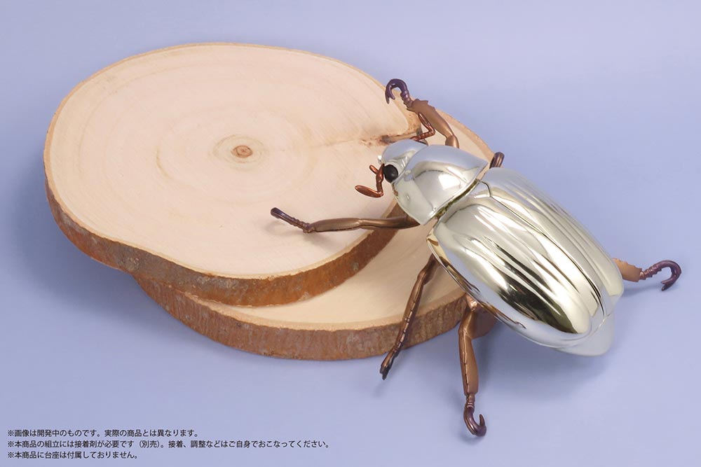 コスタリカ産 アウリガヌスキンイロコガネ 26mm コスタリカ産 アウリガ