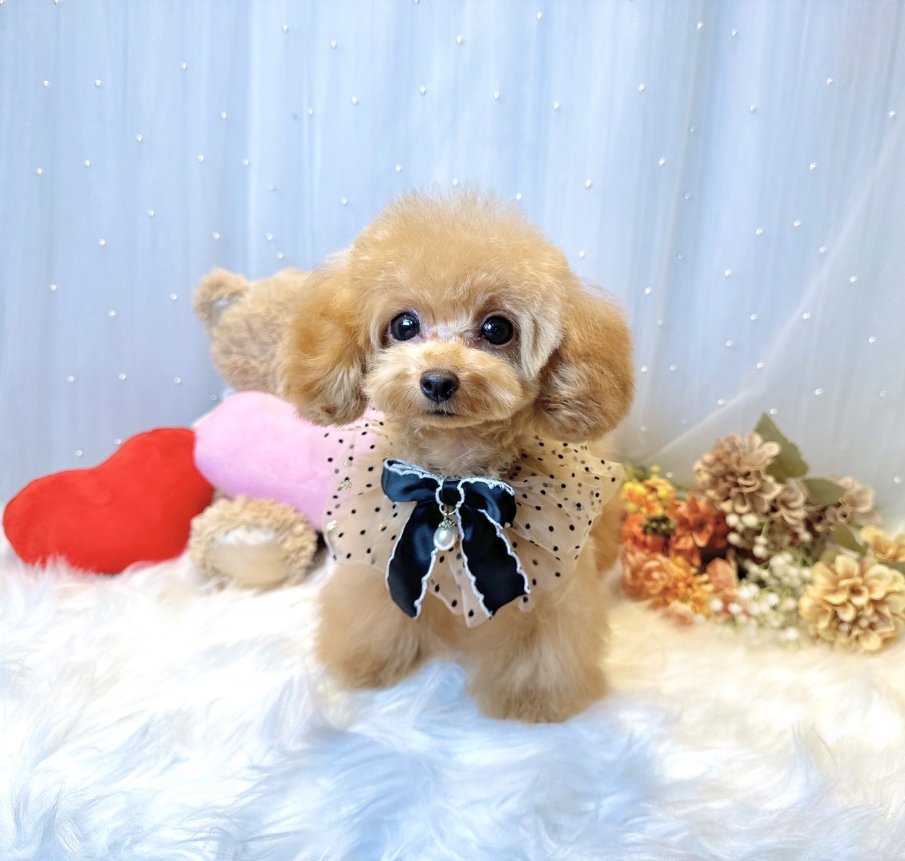 ひろり様ご予約品】トイプードル（レッド）立ちポーズ ひろり様ご予約