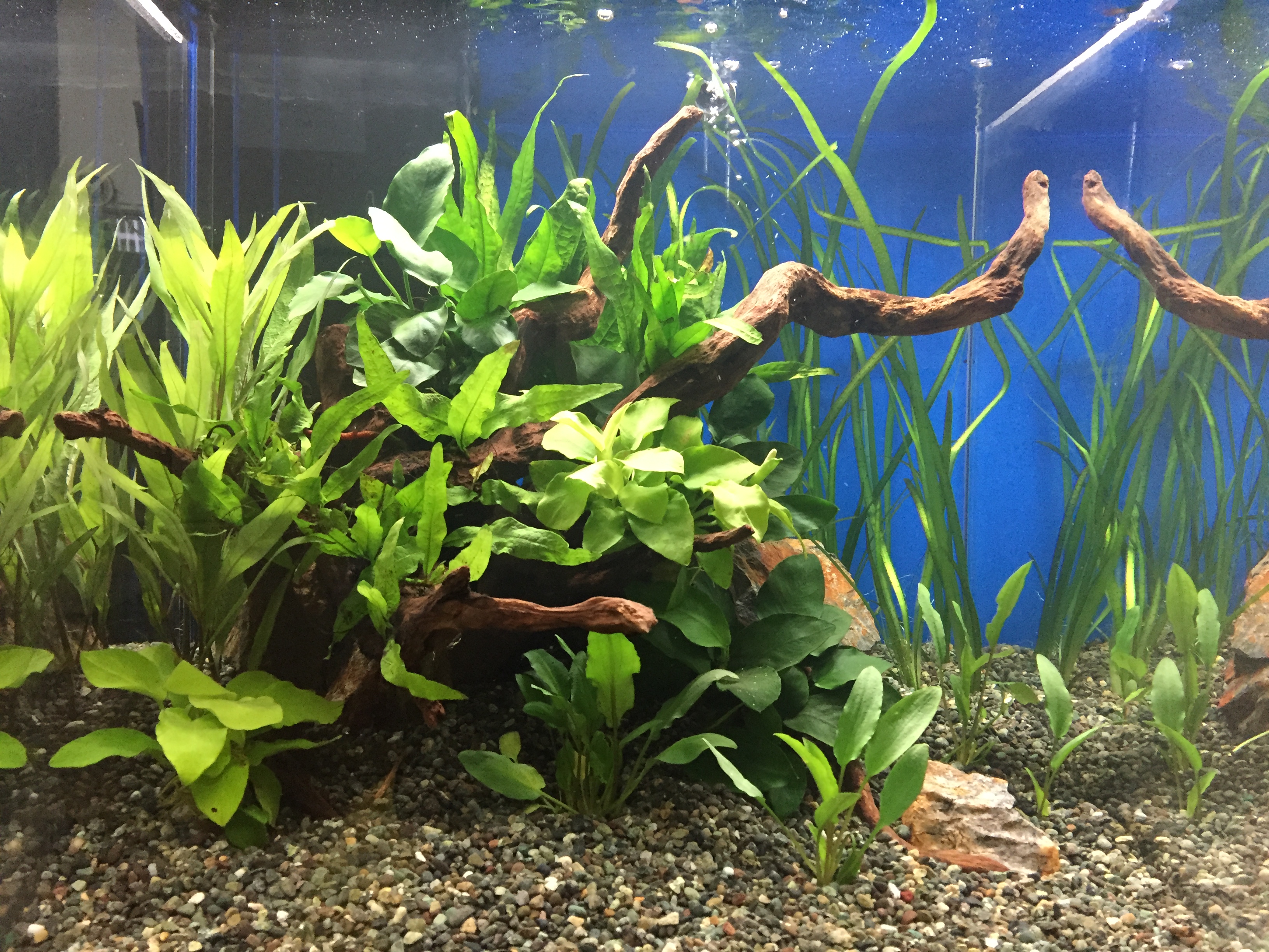 アクアリウム 流木 レイアウト 流木を使った本格レイアウト！90cm