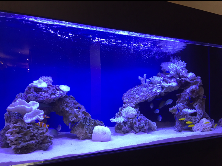 人工ライブロック 水槽レイアウト