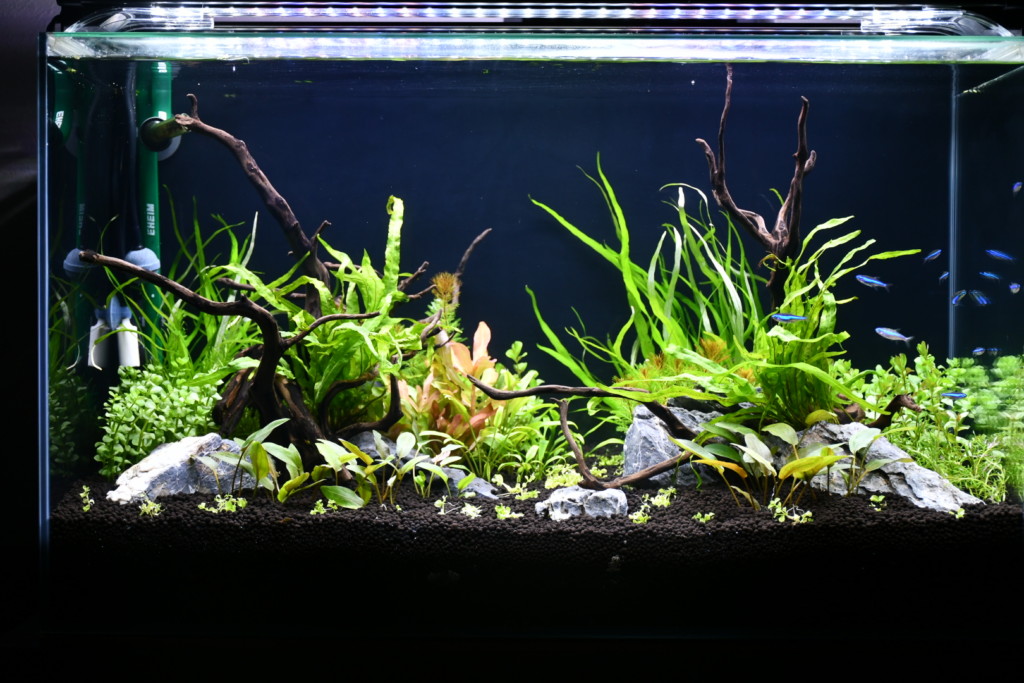 設置から完成まで!】60センチ水槽でネイチャーアクアリウムを完成させ