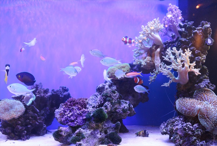 現物】ライブロック 空中庭園E（レイアウト 背景 サンゴ 海水魚）