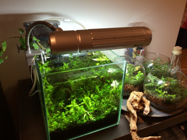 機材なしで水草水槽にCO2を添加する方法！利点とおすすめアイテムを