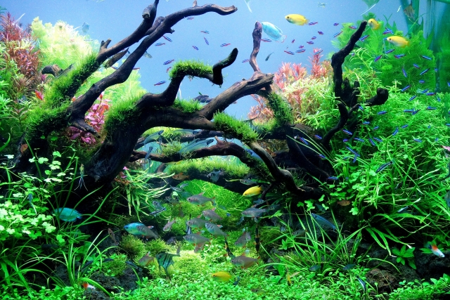 ADA ホーンウッド 流木2 ADA ホーンウッド流木セット