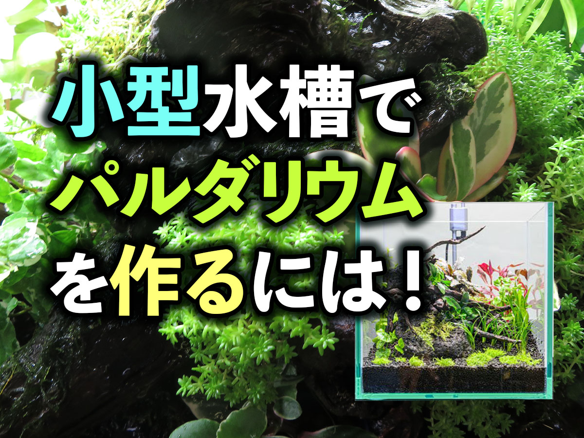 爬虫類ペットショップ WildMonster 爬虫類飼育用品の通信販売サイト