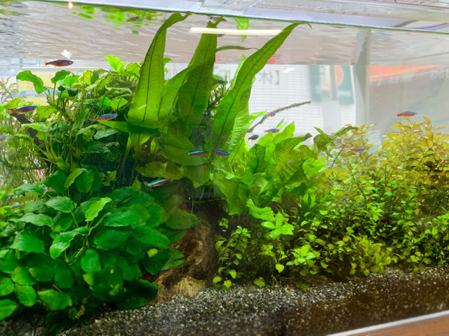 ADA45㎝ガラス水槽 中型 LEDライト付き