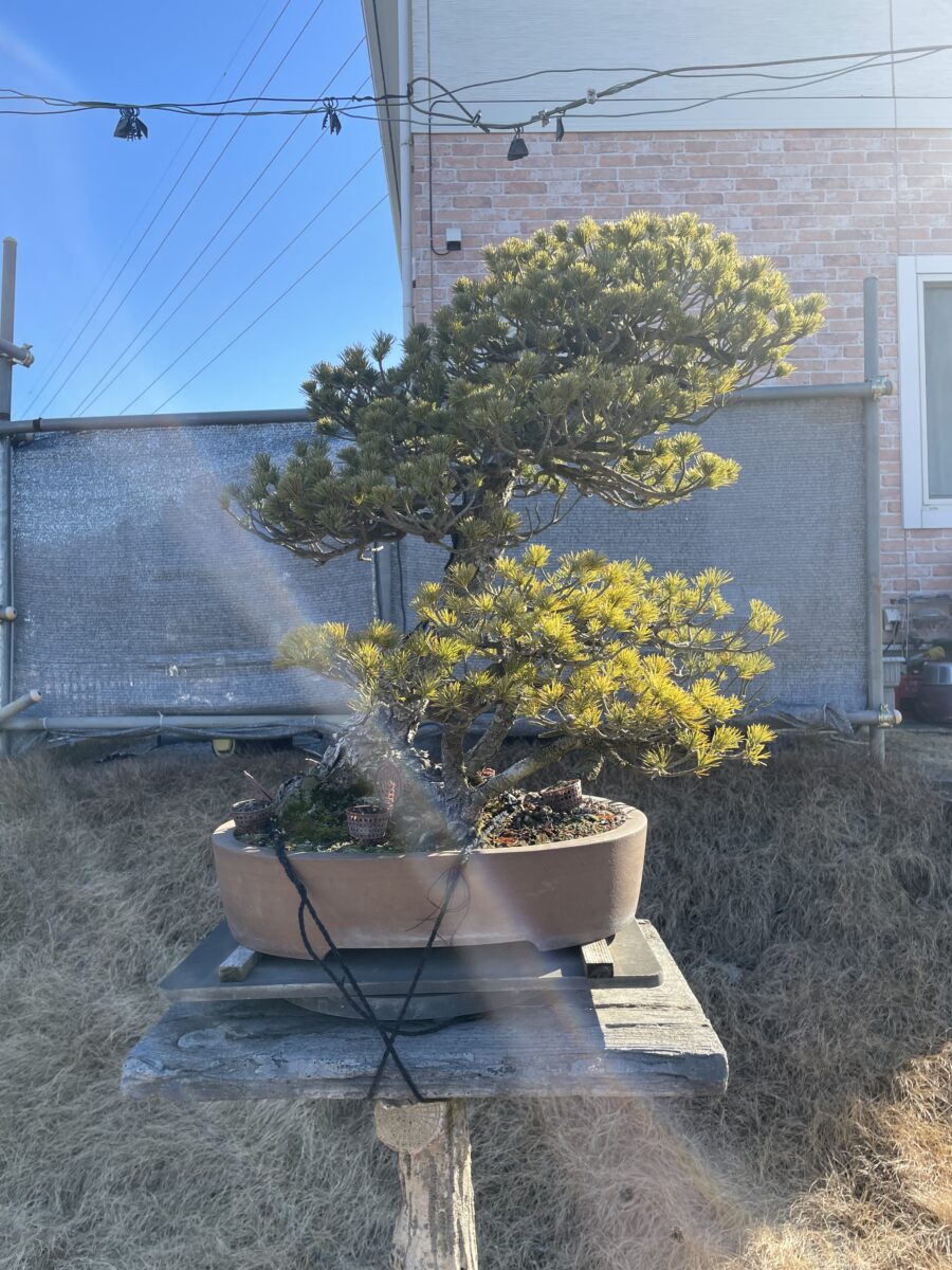 盆栽輸出販売 松柏雑木・皐月盆栽 ｜ 宇賀屋ガーデン