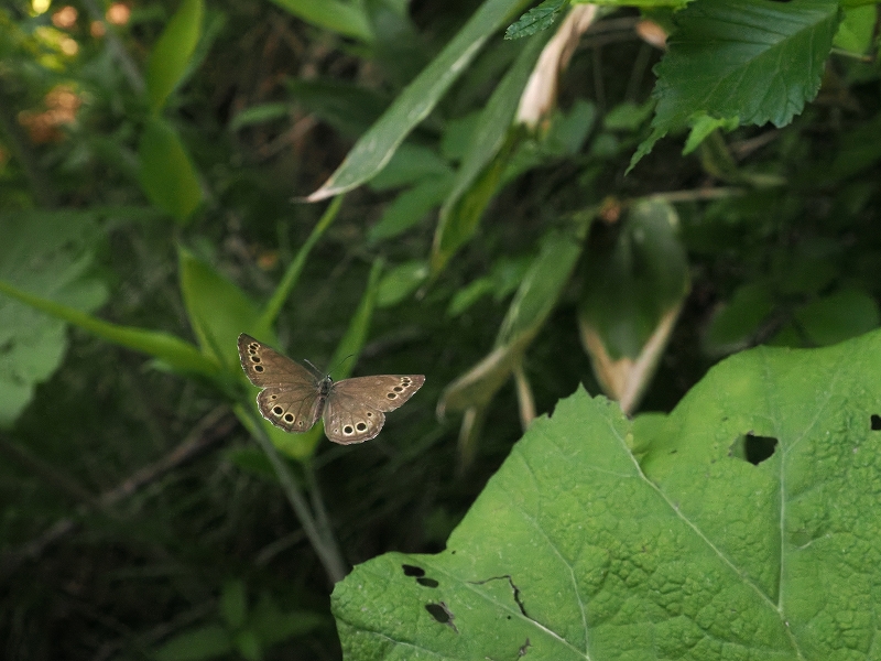 カ*コ様 ウラジャノメ 北海道産 6♂ 日本産蝶標本 カ*コ様 ウラ