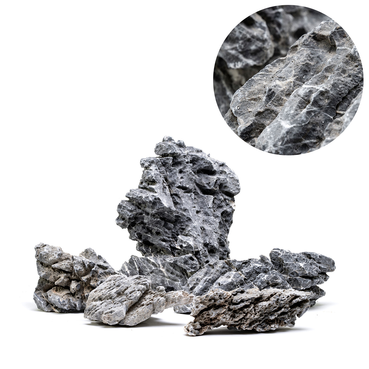 Bucephalandra Gholiat Silver Dark Gray 【公式通販】