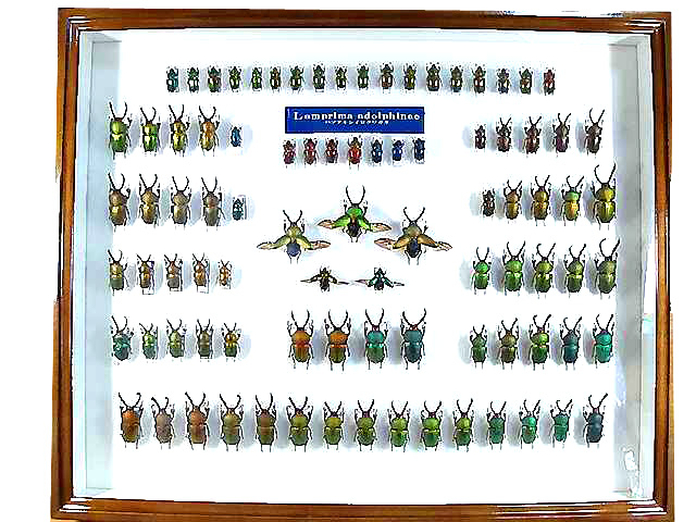 ☆パプアキンイロクワガタ標本箱セット☆ - INSECT ULTIMA