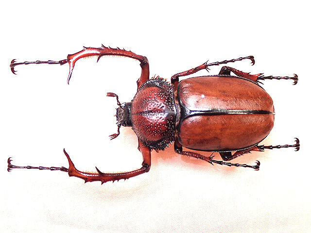 ☆セール！美品！ダビディスヒメテナガコガネ♂42mm標本☆ - INSECT