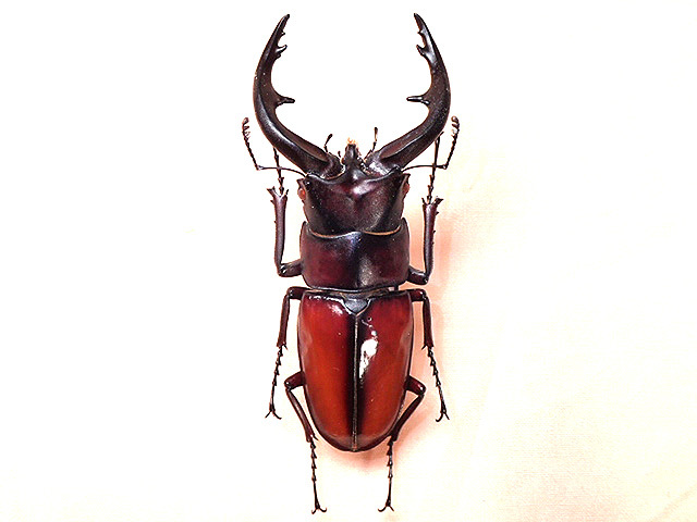 ☆中之島産トカラノコギリクワガタ♂69mm標本☆ - INSECT ULTIMA