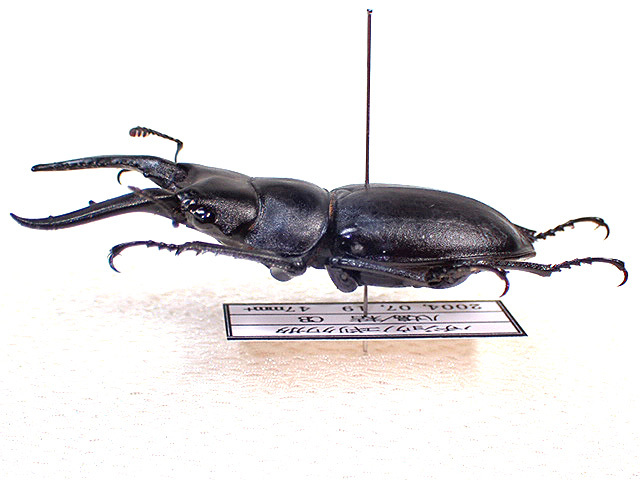 ☆ハチジョウノコギリクワガタ♂47mm標本☆ - INSECT ULTIMA