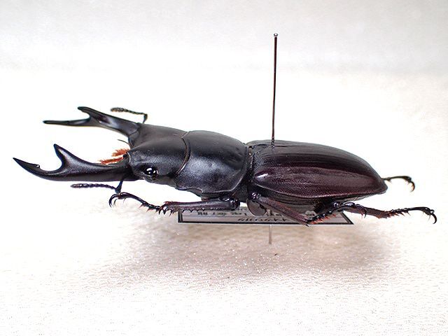 大特価】【大珍品】新潟県産オオクワガタメスWD41㎜標本 大特価】【大