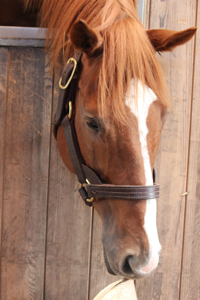 オルフェーヴル 競馬 たてがみ 毛 競馬 オルフェーヴル たてがみ
