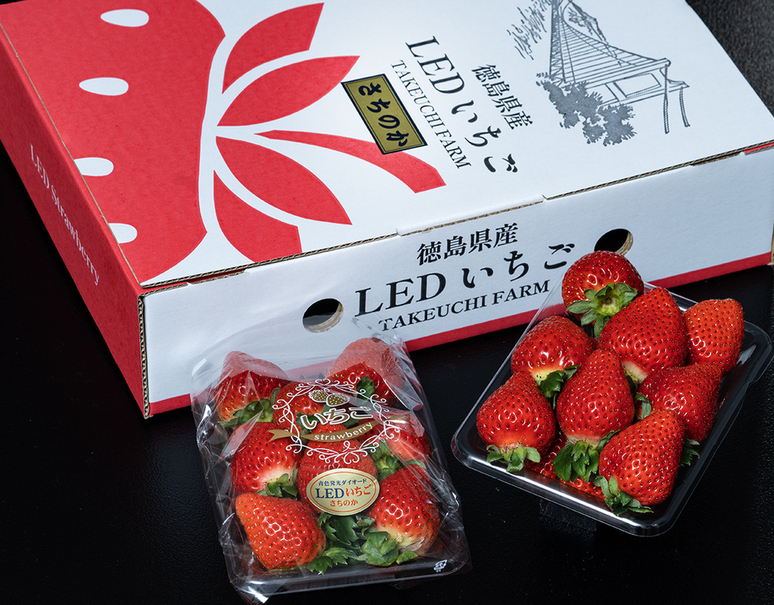 竹内農園 LEDいちご『とくしまいちご（品種 さちのか）』徳島県産 約