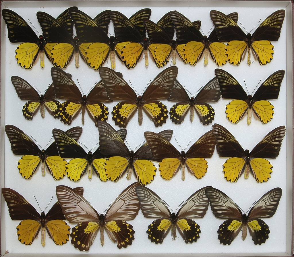 IGA-Pa 1069 - 五十嵐邁コレクション昆虫目録1 - 東京大学総合研究