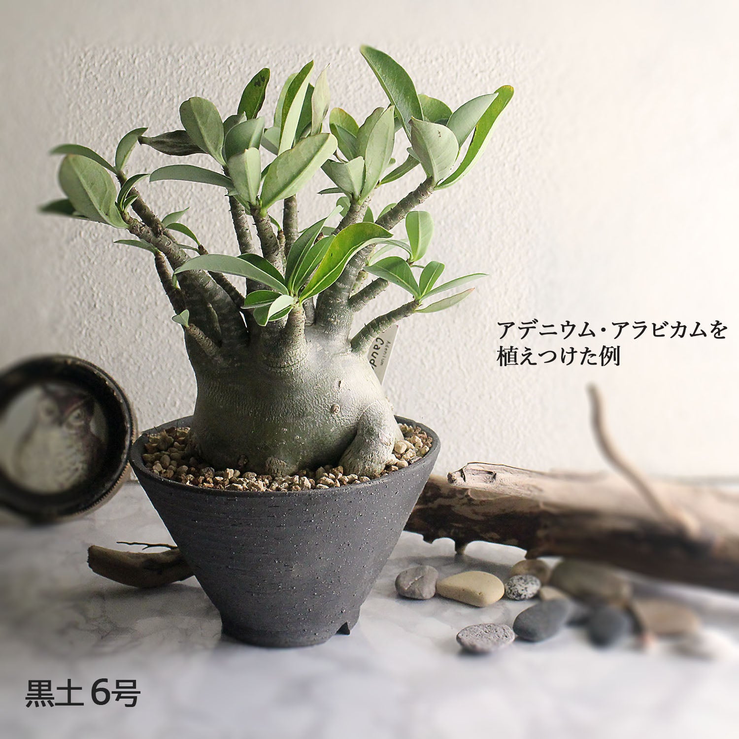 盆栽鉢 時代 陶翠 豆鉢彩交趾黒泥丸鉢 豆盆栽鉢 豆盆栽鉢 希少時代 陶