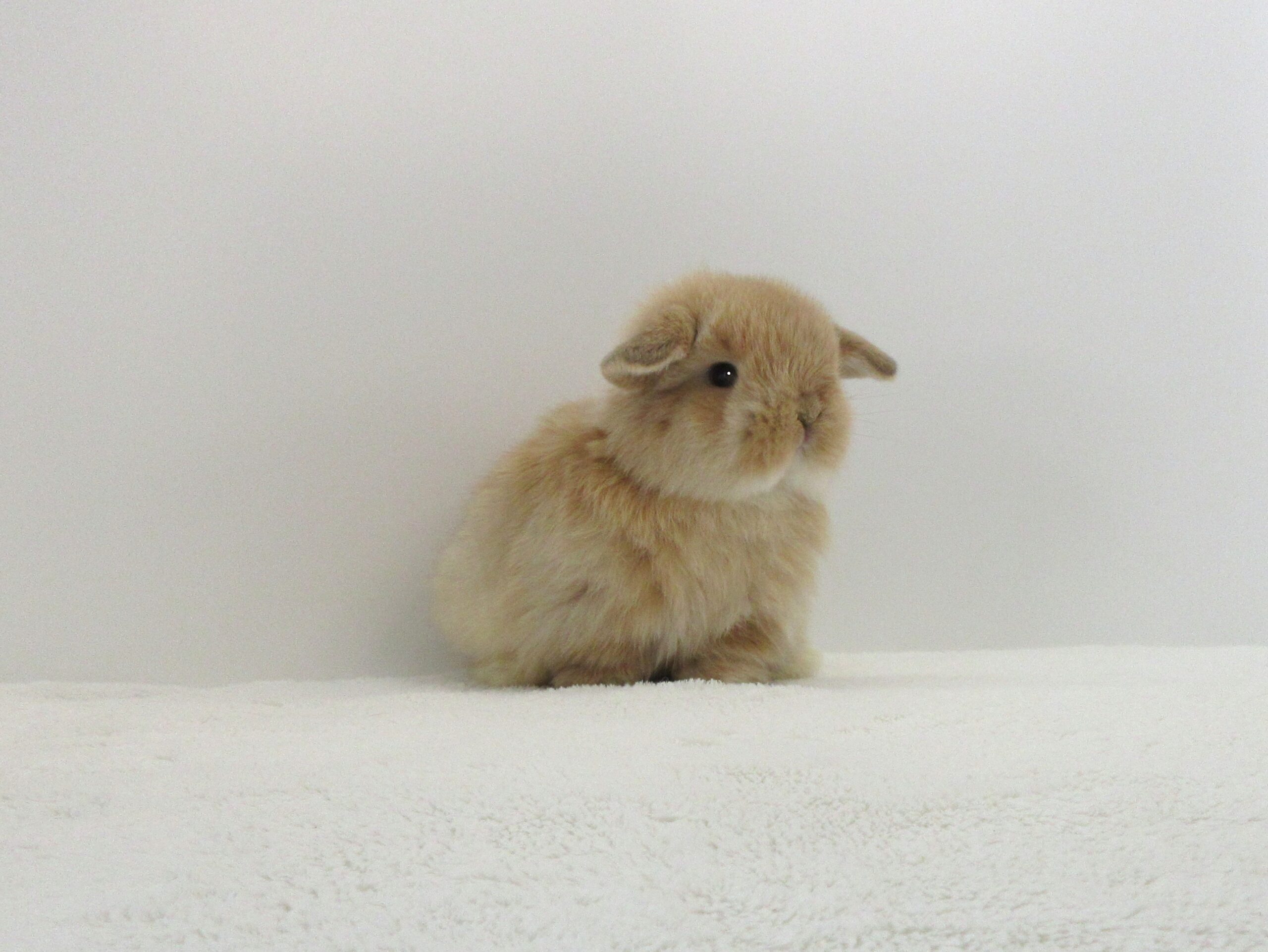 HOBBY ROUND 33 - 参加のご案内 | ボークス公式 ホビー総合サイト 大