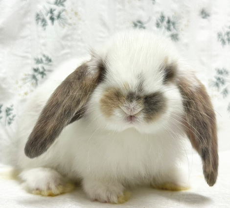 フレンチロップ F66 トライカラー 男の子 うさぎ専門店 うさぎ舎 Lapin