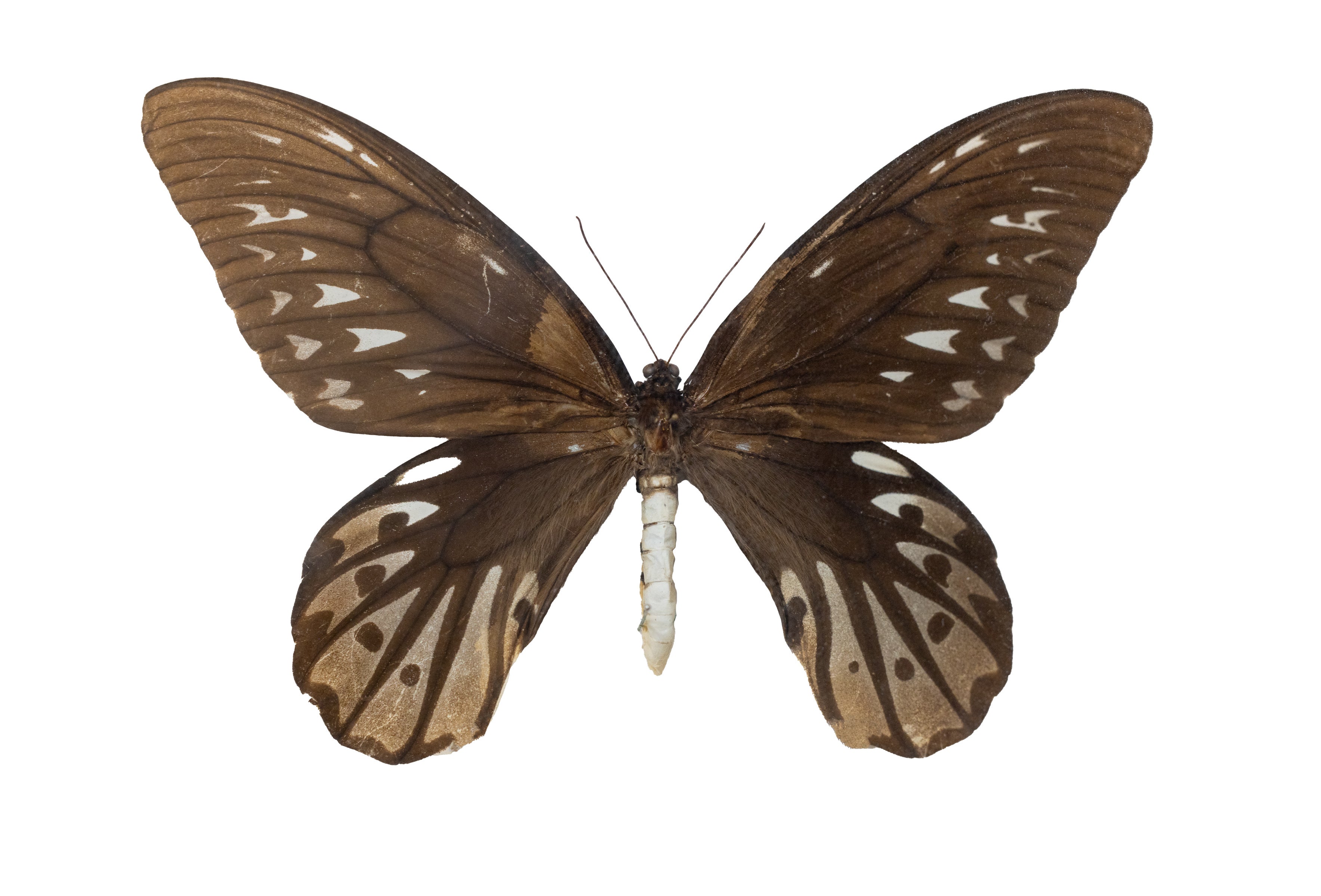 アレキサンドラトリバネアゲハ（ニューギニア）メスの標本の無料の写真