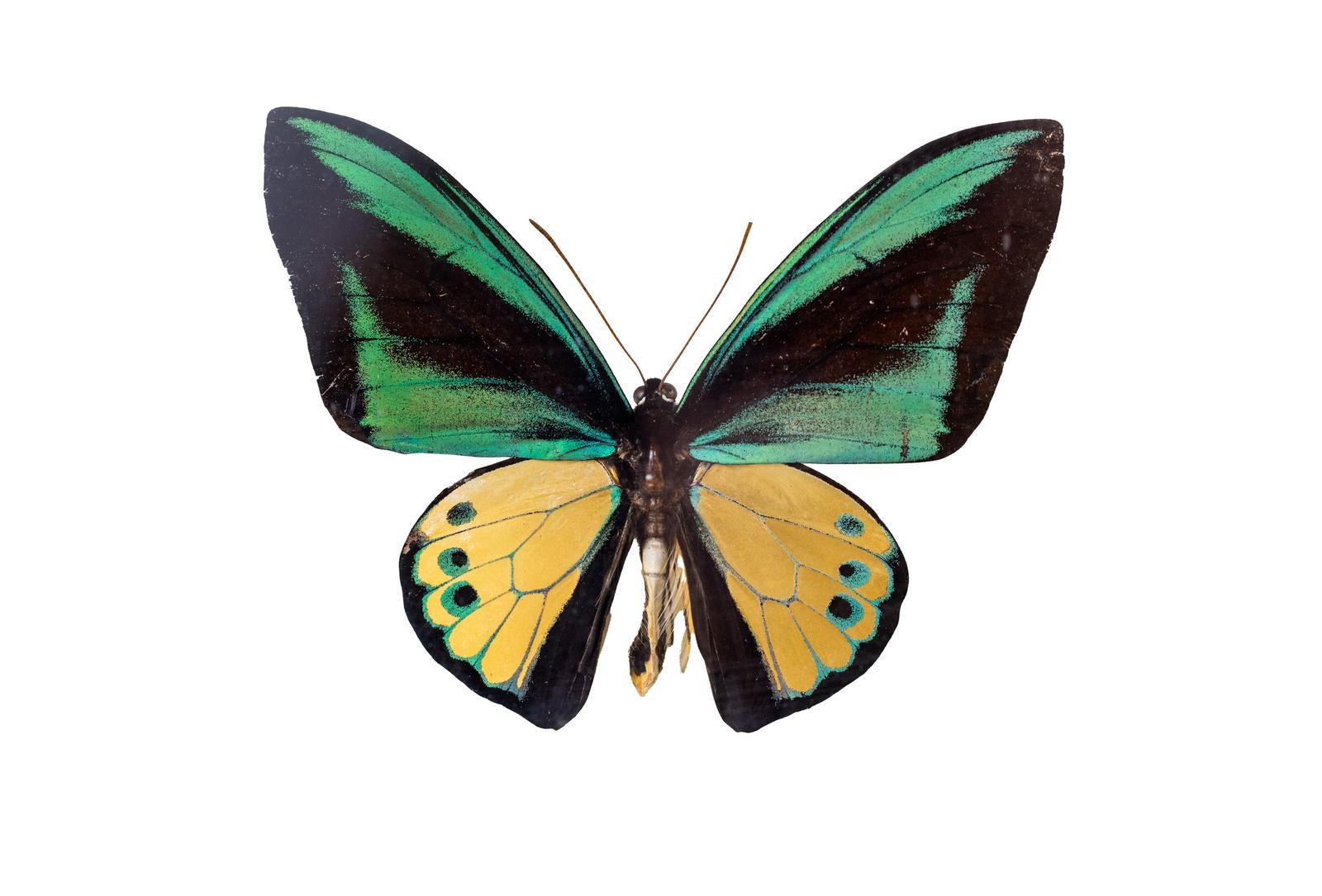 ゴライアストリバネアゲハ！標本！大型！ペア！ 【公式通販