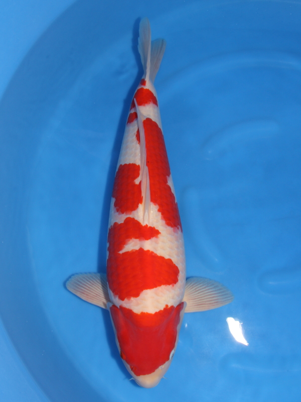 引取限定】錦鯉用ターポリンシート池（330cm×100cm×120cm 中古）