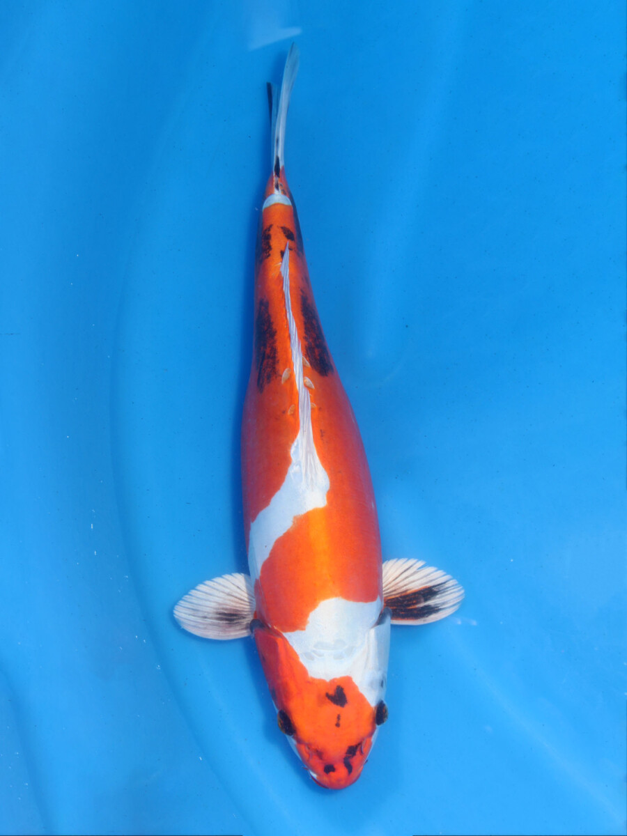 錦鯉 販売 通販 ネット販売 立て鯉 紅輝黒竜 41cm AG4-027 - 錦鯉販売