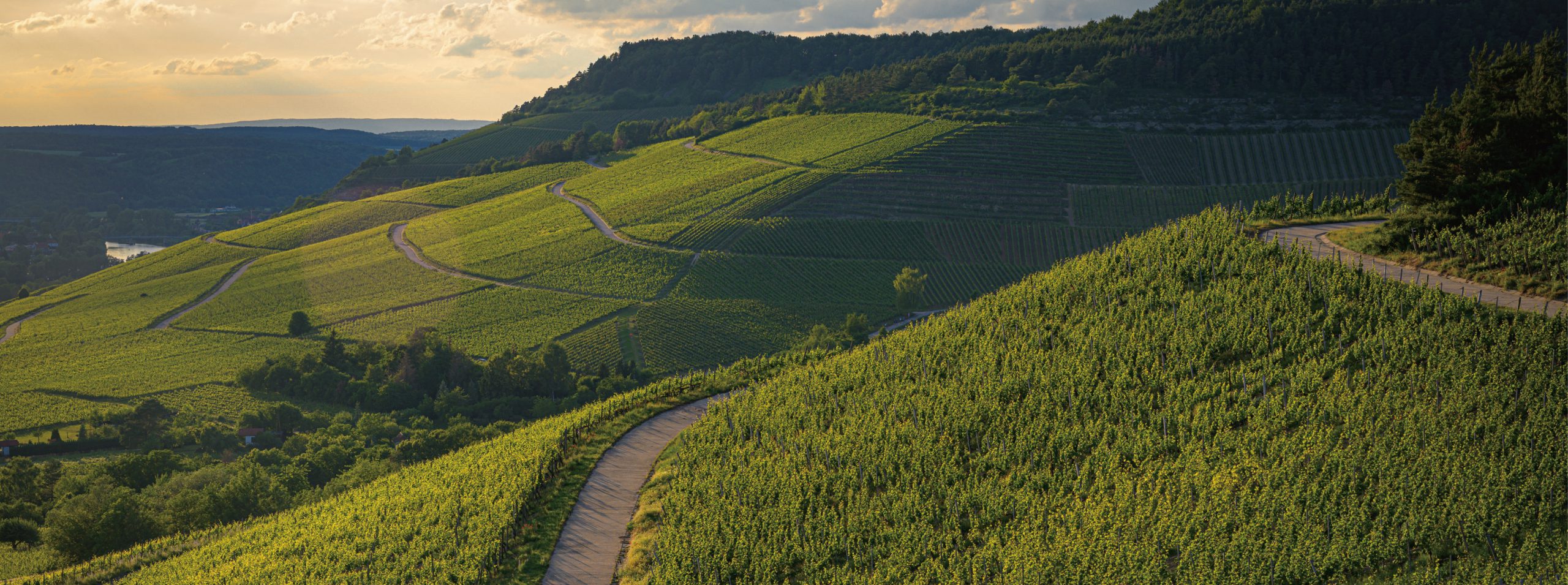 輸入ワイン卸・販売ならヴァルオ―ジャパン株式会社 - HOME