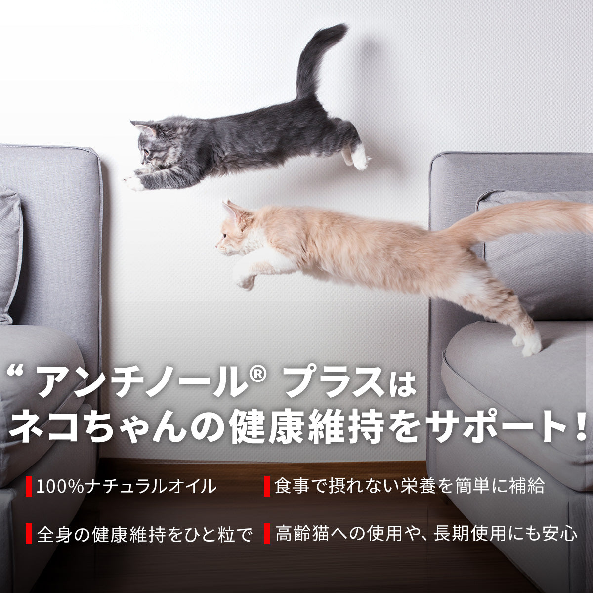 猫のサプリメント【アンチノール プラス】– ベッツペッツ公式サイト
