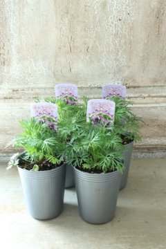 グラッポニア ラベンダー 希少 【公式通販】