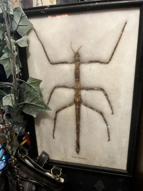 ナナフシ 標本 ※昆虫標本につきご注意任意でご覧ください淑女雑貨Toe