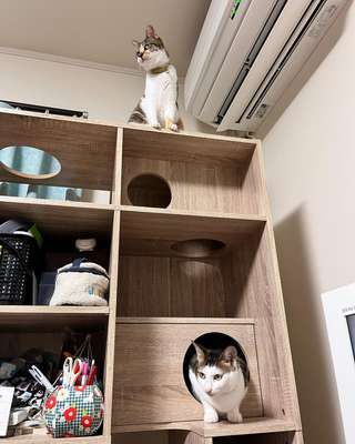 本棚 キャットウォーク付き リバーシブル [幅90] | 【公式】LOWYA