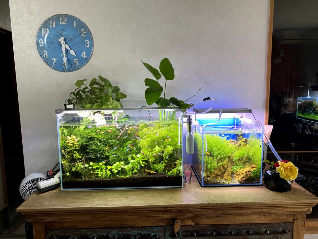 アクアポニックス】自作始めました | ”美容師クニ”の【チヌ釣りたい】