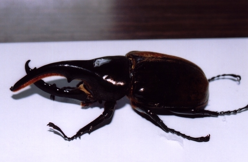 🇵🇪 オオカブトを見つけに南米ペルーへ～」 – VIVAS LATIN SHOP