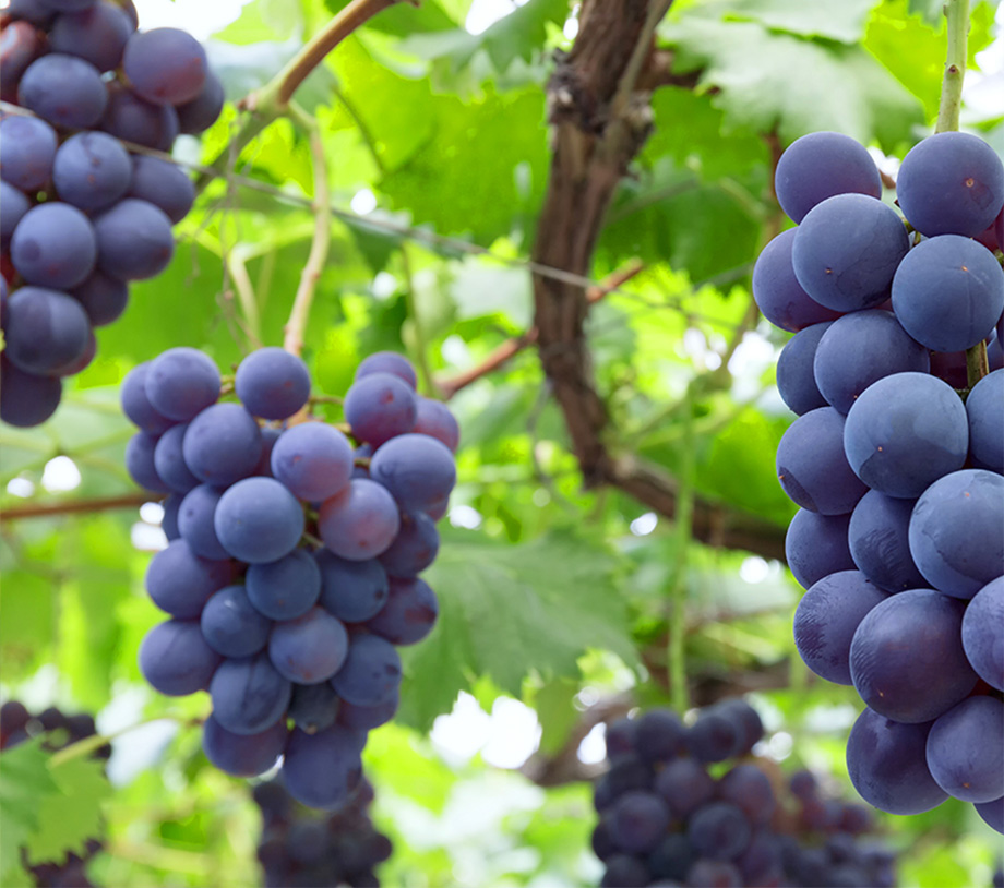 五等分の花嫁∬「二乃のぶどうリキュール」受注ページ